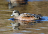 American Wigeon - Mareca americana