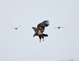 Bald Eagle - Haliaeetus leucocephalus