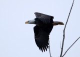 Bald Eagle - Haliaeetus leucocephalus