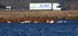 Tundra Swans - Cygnus columbianus