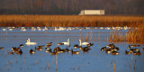 Tundra Swans - Cygnus columbianus