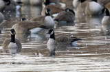 Canada Goose - Branta canadensis