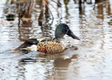 Northern Shoveler - Spatula clypeata