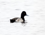 Lesser Scaup - Aythya affinis