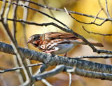Fox Sparrow - Passerella iliaca