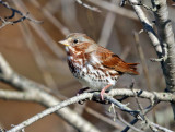 Fox Sparrow - Passerella iliaca