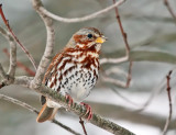 Fox Sparrow - Passerella iliaca