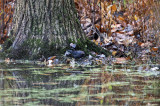 Rusty Blackbird - Euphagus carolinus