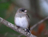 Dark-eyed Junco - Junco hyemalis