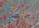 Eastern Bluebird - Sialia sialis