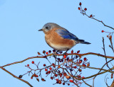 Eastern Bluebird - Sialia sialis