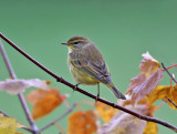 Palm Warbler - Setophaga palmarum