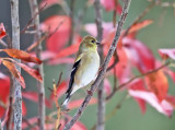 American Goldfinch - Spinus tristis