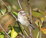 American Tree Sparrow - Spizelloides arborea