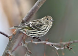 Pine Siskin - Spinus pinus