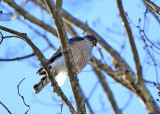 Sharp-shinned Hawk - Accipiter striatus
