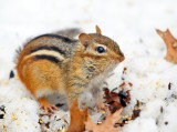 Eastern Chipmunk - Tamias striatus
