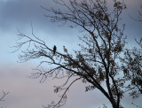 Coopers Hawk at dusk