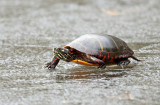 Painted Turtle - Chrysemys picta