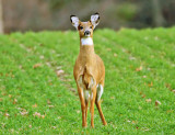 White-tailed Deer - Odocoileus virginianus