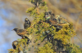 European Starlings eating juniper berries