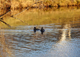 Hooded Mergansers in late afternoon