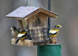 Evening Grosbeak - Coccothraustes vespertinus