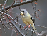 Evening Grosbeak - Coccothraustes vespertinus