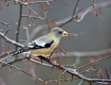 Evening Grosbeak - Coccothraustes vespertinus