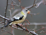 Evening Grosbeak - Coccothraustes vespertinus