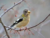 Evening Grosbeak - Coccothraustes vespertinus