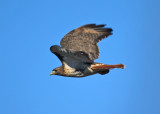 Red-tailed Hawk - Buteo jamaicensis