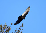 Turkey Vulture - Cathartes aura