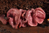 Ascocoryne cylichnium