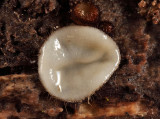 Scutellinia sp.