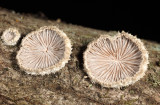 Schizophyllum commune