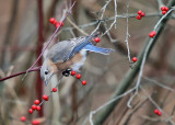 Eastern Bluebird - Sialia sialis