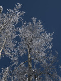 steamboat-9.jpg