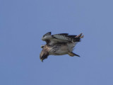 Red Tail