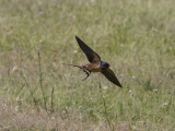 swallow-1.jpg