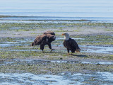 fledge-2.jpg