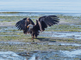 fledge-3.jpg