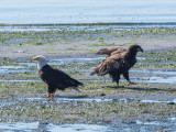 fledge-5.jpg