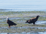 fledge-6.jpg