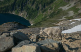 sahaleArm-19.jpg