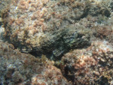 stone fish