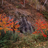 Sumac and Rock