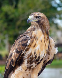 Saker falcon (captive)