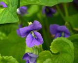 Violets