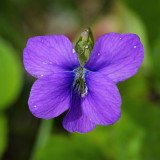 Violet